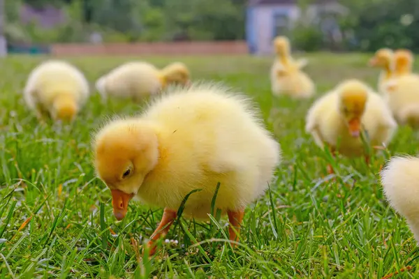 Yeşil çimlerin üzerinde komik, küçük, parlak sarı kazcıklar.
