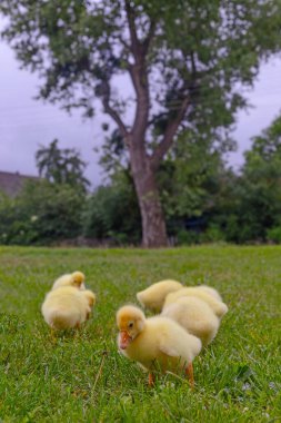 Yeşil çimlerin üzerinde komik, küçük, parlak sarı kazcıklar.