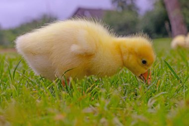 Yeşil çimlerin üzerinde komik, küçük, parlak sarı kazcıklar.
