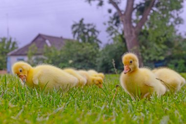 Yeşil çimlerin üzerinde komik, küçük, parlak sarı kazcıklar.