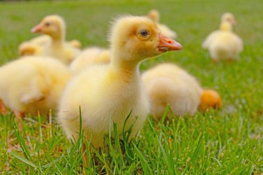 Yeşil çimlerin üzerinde komik, küçük, parlak sarı kazcıklar.