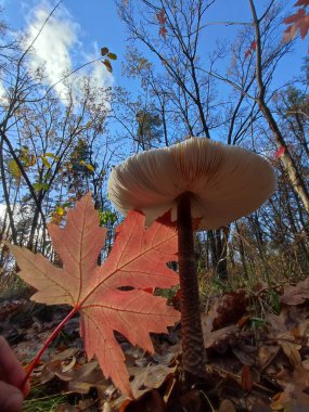 Şemsiye mantarı ve sonbahar ormanlarında kırmızı meşe yaprakları. 