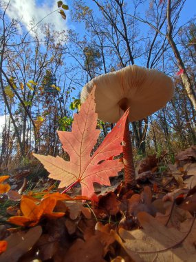 Şemsiye mantarı ve sonbahar ormanlarında kırmızı meşe yaprakları. 