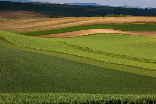 Verbazingwekkende Streeppatronen Velden Van Zuid Moravië Groene Gele Frisse Lentekleuren — Stockfoto