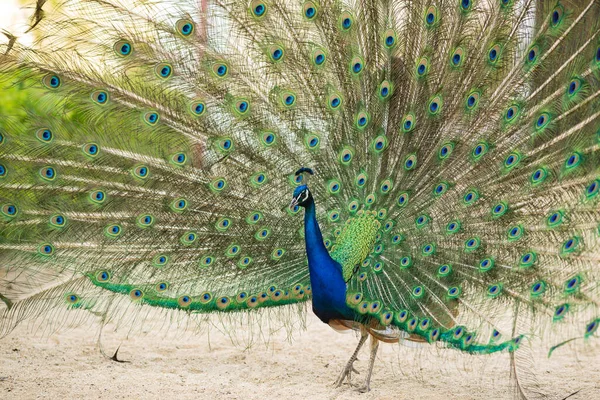 Peacock Blue Peacock Ordinary Pavo Cristatus Bellissimo Pavone Camminare Liberamente — Foto Stock
