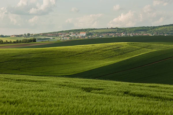 Majestueuze Veldgolven Zuid Moravië Tsjechië Rechtenvrije Stockfoto's