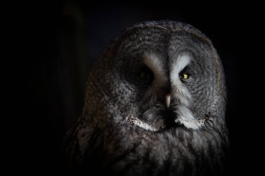 Strix Nebulosa Lapponica Great Grey owl Close up portrait on dark background