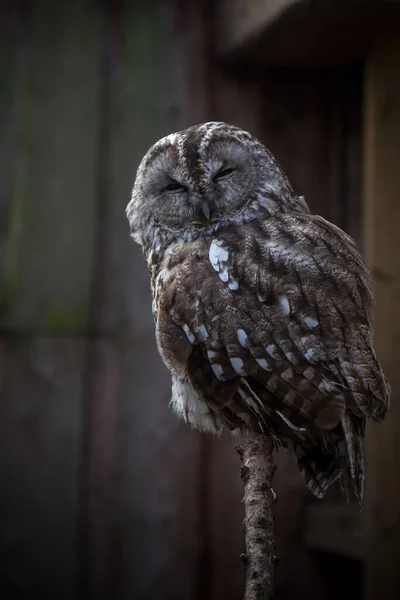 Ett Porträtt Tawny Owl — Stockfoto