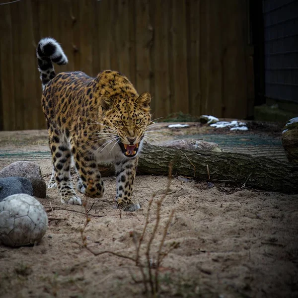 Voksen Amur Leopard Panthera Pardus Orientalis – stockfoto