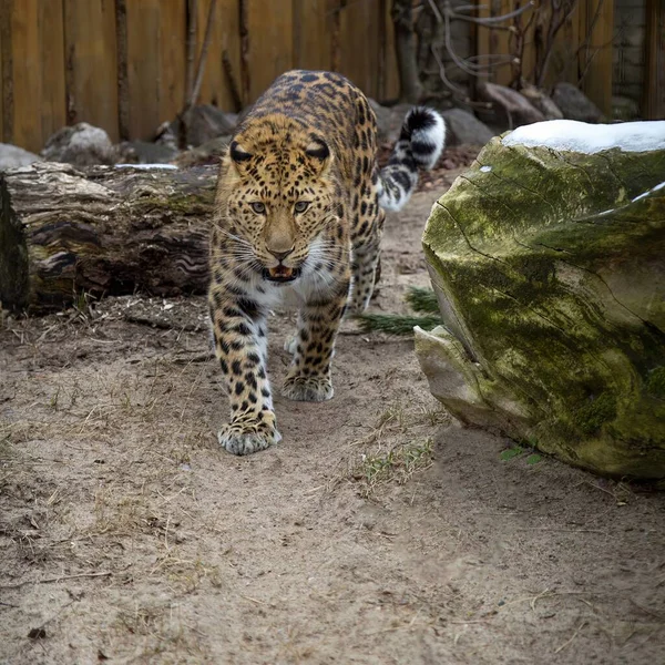 Far Eastern Leopard Its Life Zoo Una Especie Peligro Extinción —  Fotos de Stock