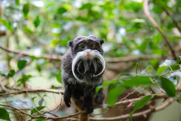 Vousatý Císař Tamarin Opice — Stock fotografie