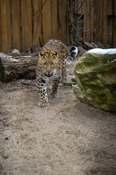 Léopard Extrême Orient Vie Dans Zoo Une Espèce Menacée Prédateurs — Photo
