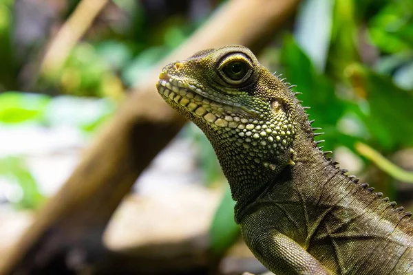 A portrait of a Chinese Water Dragon against a green background