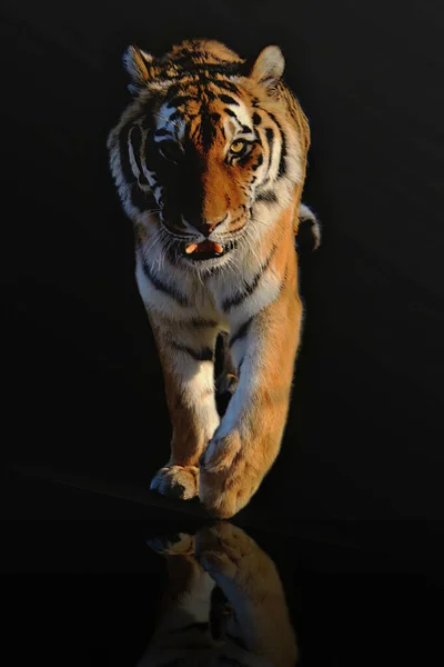 Tigre Olhando Andando Direto Para Câmera — Fotografia de Stock