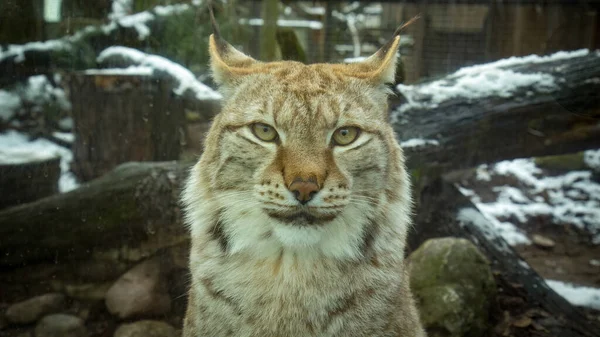 Der Eurasische Luchs Lynx Lynx Ist Eine Mittelgroße Katze Die — Stockfoto