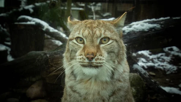 Eurasian Lynx Lynx Lynx Middels Stor Katt Hjemmehørende Europa Sibir – stockfoto