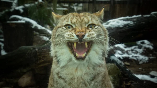 Eurasian Lynx Lynx Lynx Středně Velká Kočka Původem Evropy Sibiře — Stock fotografie