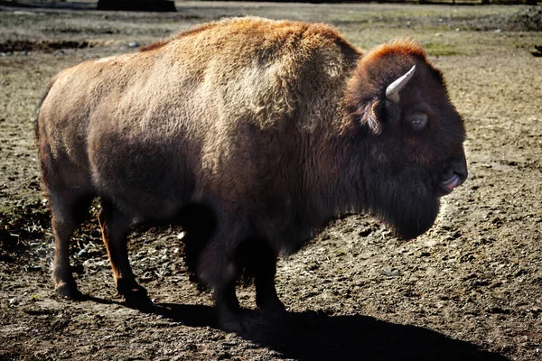 Bison Américain Simplement Bison Également Connu Sous Nom Buffle Américain — Photo