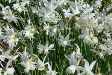 Çiçeklerin güzelliği. Taze çiçekler. Çiçek arka planı.