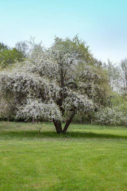 Çiçekli elma ağaçları olan elma bahçesi. Güzel kırsal ilkbahar manzarası. Güneşli bir bahar gününde mavi gökyüzü arka planında Elma ağaçlarıyla sahne.