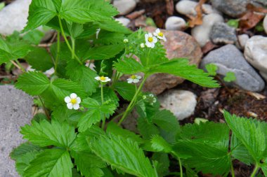 Çimenlikteki çilekler arka planda çiçek açıyor.