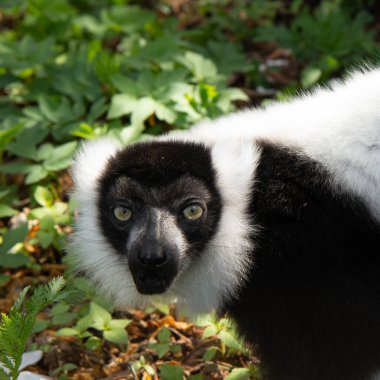 Siyah beyaz Vari Lemur 'un portresi.