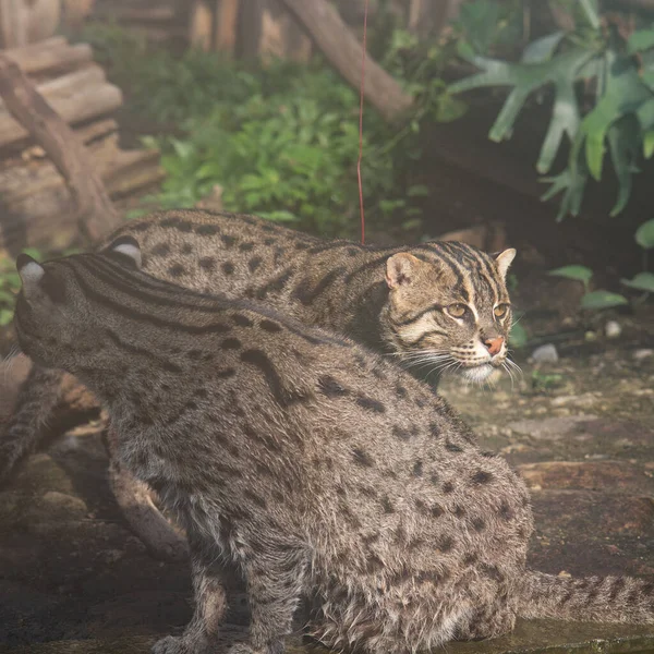 Deux Chats Pêcheurs Mignons Dans Zoo Attendent Nourriture — Photo
