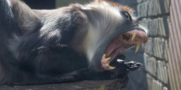 Μαϊμού Συνέλαβε Τον Μάνγκαμπι Στο Ζωολογικό Κήπο Κοντινό Πλάνο — Φωτογραφία Αρχείου