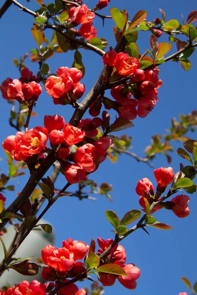 Kytky Quince Jaro Pastelové Květiny Divokých Kvetoucích Stromech Jarní Zahrady — Stock fotografie
