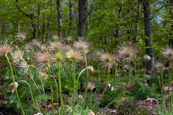 Πουλσατίλα Σλάβιτσα Ανοιξιάτικο Λουλούδι Στο Δάσος Ένα Όμορφο Μωβ Αφράτο — Φωτογραφία Αρχείου