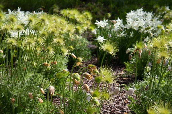 Όμορφο Ανοιξιάτικο Λουλούδι Βιολετί Χνουδωτό Πασκ Λουλούδι Μπουμπούκια Πέταλα Πράσινα — Φωτογραφία Αρχείου