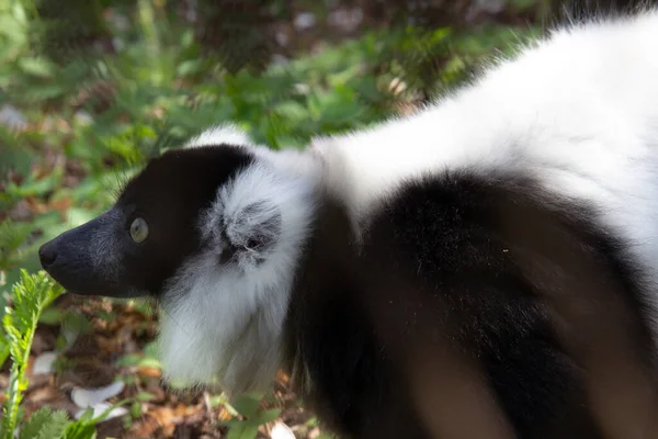Portret Czarno Białego Vari Lemur — Zdjęcie stockowe