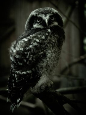 Baykuş (Surnia Ulula) Baykuşçuğu ormandaki bir kütüğe oturur.