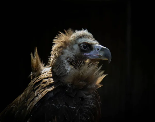 Cinereus Стервятник Птица Глядя Вперед Темный Фон — стоковое фото