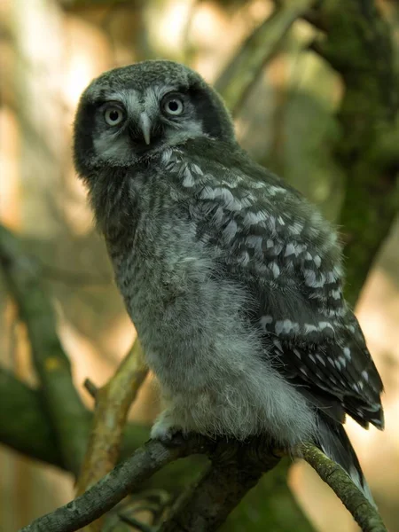 Hawk Owl Surnia Ulula Owlet Sits Stump Forest — Stock Photo, Image