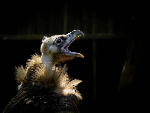 Cinereus Стервятник Птица Открытым Клювом Темный Фон — стоковое фото