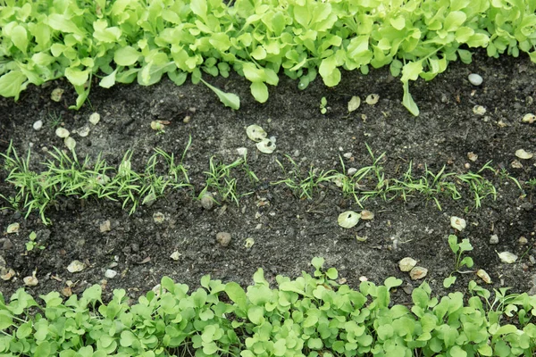 stock image green leaves, dill, parsley grows in the soil. Organic salad, ready to be harvested. Salad plant close-up. Organic food. Agricultural industry