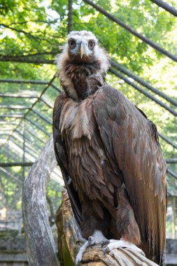 Cinereous scorture ya da Aegypius monachus, Accipitridae familyasının büyük yırtıcısıdır..