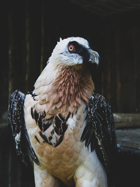 带胡须的秃鹫 吉帕图斯Barbatus肖像 — 图库照片