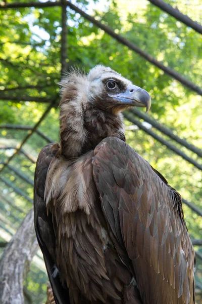 松果体秃鹫 Cinereous Vulture或Aegypius Monachus 是松果体科的大型猛禽 — 图库照片
