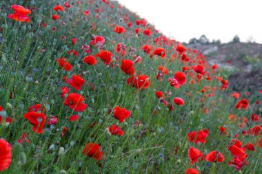 Yeşil arkaplanın ortasında haşhaş.