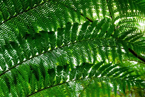 Varenbladeren Groene Varen Planten Het Natuurlandschap Het Bos Vers Groen — Stockfoto