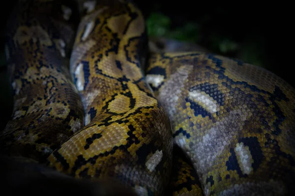 蟒蛇的身体是弯曲的 特写蛇皮 粗糙的蟒蛇皮质感 — 图库照片