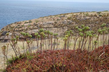 Iconic Burnu Willoughby kıyıları ve kayalıkları, Kanguru Adası, Güney Avustralya