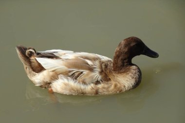 Avustralya Orman Ördeği, Chenonetta jubata, su üstünde