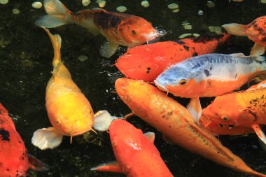Güzel Japon koi balığı ya da sazan havuzda yüzer. Bu bir koi balığının altın-kırmızı-turuncu ve sarı gövdesi..