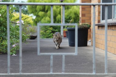 Kedi bahçede arka bahçede yürüyor.