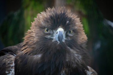 Altın Kartal Portresi (Aquila chrysaetos). Altın kartal yakın plan, güçlü kartal