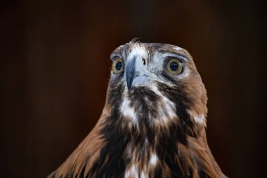 Büyük kuş Doğu imparatorluk kartal (Aquila heliaca) ve ağaç. Vahşi hayvan