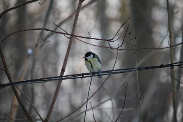 Yellow bird sitting on a wire in snowy day. tit bird